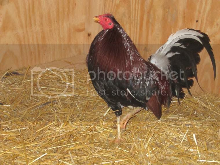 White hackle game chickens for sale
